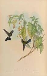 Eriocnemis lugens = Haplophaedia lugens